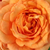 Pomarańczowy - Róże rabatowe floribunda - Bentheimer Gold ®